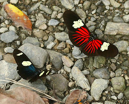 Rio Broncini, Yungas, Bolivia d. 7 februar 2006. Fotograf: Lars Andersen