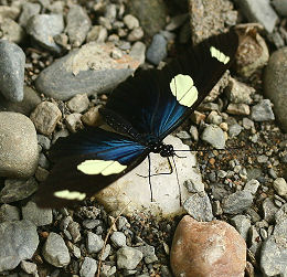 Rio Broncini, Yungas, Bolivia d. 7 februar 2006. Fotograf: Lars Andersen