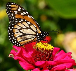 Monark, Danaus plexippus. Coroico, Yungas, Bolivia. d. 11 februar 2006. Fotograf: Lars Andersen