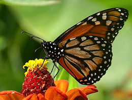 Sydlig Monark, Danaus erippus. Coroico, Yungas, Bolivia. d. 11 februar 2006. Fotograf: Lars Andersen