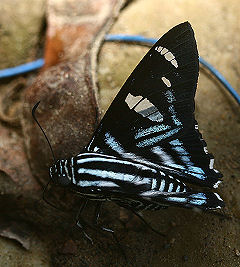 Azeta Skipper, Elbella azeta. Caranavi, Yungas, Bolivia. d. 30 januar 2006. Fotograf: Lars Andersen