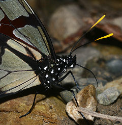 Caranavi, Yungas, Bolivia. d. 30 januar 2006. Fotograf: Lars Andersen