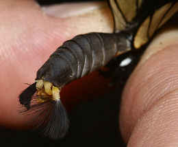 Caranavi, Yungas, Bolivia. d. 30 januar 2006. Fotograf: Lars Andersen