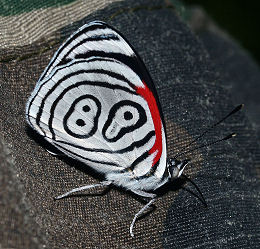 Diathria eluina. Caranavi, Yungas, Bolivia. d. 30 januar 2006. Fotograf: Lars Andersen