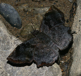 Caranavi, Yungas, Bolivia. d. 30 januar 2006. Fotograf: Lars Andersen