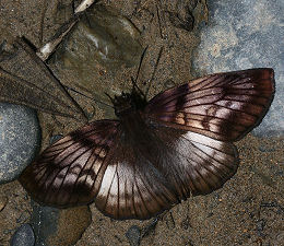 Caranavi, Yungas, Bolivia. d. 30 januar 2006. Fotograf: Lars Andersen