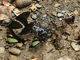 Caranavi, Yungas, Bolivia. d. 30 januar 2006. Fotograf: Lars Andersen