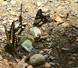 Caranavi, Yungas, Bolivia. d. 30 januar 2006. Fotograf: Lars Andersen