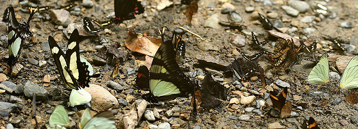 Caranavi, Yungas, Bolivia. d. 30 januar 2006. Fotograf: Lars Andersen