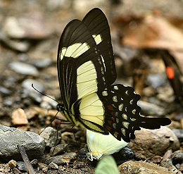 Heraclides garleppi (Staudinger, 1892). Caranavi, Yungas, Bolivia d. 30 januar 2006. Fotograf: Lars Andersen