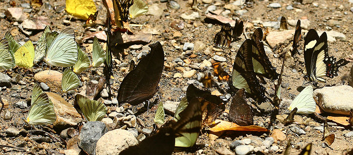 Caranavi, Yungas, Bolivia. d. 30 januar 2006. Fotograf: Lars Andersen