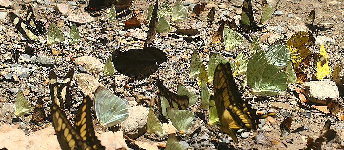 Caranavi, Yungas, Bolivia. d. 30 januar 2006. Fotograf: Lars Andersen