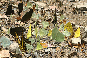 Caranavi, Yungas, Bolivia. d. 30 januar 2006. Fotograf: Lars Andersen