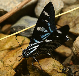 Jemadia Firetip, Jemadia hospita (Butler, 1877).  Caranavi, Yungas, Bolivia. d. 1 februar 2006. Fotograf: Lars Andersen