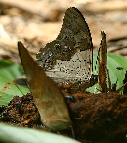 Prepona laertes and Archaeoprepona demophoon.  Caranavi, Yungas, Bolivia. d. 1 februar 2006. Fotograf: Lars Andersen