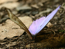 Caranavi, Yungas, Bolivia. d. 1 februar 2006. Fotograf: Lars Andersen