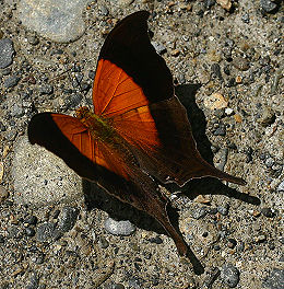 Yolosa, Yungas, Bolivia. d. 19 januar 2006. Fotograf: Lars Andersen