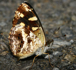 Yolosa, Yungas, Bolivia. d. 19 januar 2006. Fotograf: Lars Andersen