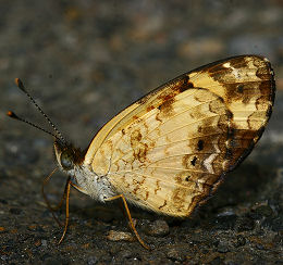 Yolosa, Yungas, Bolivia. d. 19 januar 2006. Fotograf: Lars Andersen