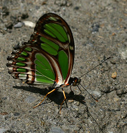 Yolosa, Yungas, Bolivia. d. 19 januar 2006. Fotograf: Lars Andersen