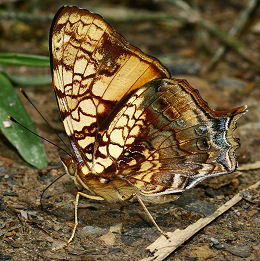 Hypanartia lethe. Yolosa, Yungas, Bolivia. d. 19 januar 2006. Fotograf: Lars Andersen