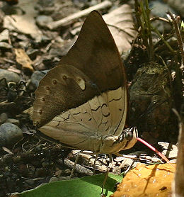 Archaeoprepona amphimachus. Caranavi, Yungas, Bolivia. d. 30 januar 2006. Fotograf: Lars Andersen