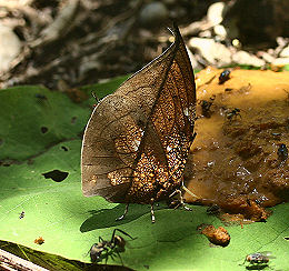 Vidioklip med Anaea archidona (Hewitson, 1860) Caranavi, Yungas, Bolivia. d. 30 januar 2006. Fotograf: Lars Andersen