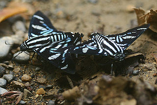 Jemadia Firetip, Jemadia hospita (Butler, 1877).  Caranavi, Yungas, Bolivia. d. 30 januar 2006. Fotograf: Lars Andersen