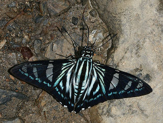 Giant Jemadia Firetip. Tocana, Yungas, Bolivia. d. 22 januar 2006. Fotograf: Lars Andersen