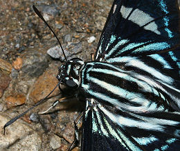 Giant Jemadia Firetip. Tocana, Yungas, Bolivia. d. 22 januar 2006. Fotograf: Lars Andersen