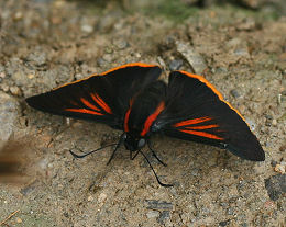 Yolosa, Yungas, Bolivia. d. 21 januar 2006. Fotograf: Lars Andersen