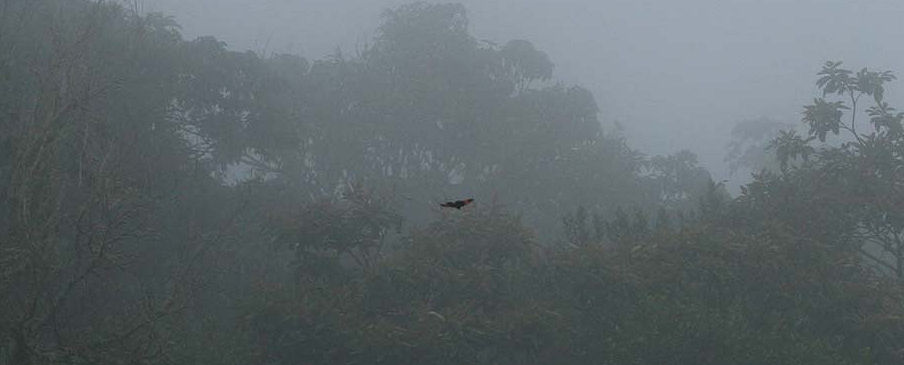 Tgeskoven, Coroico, Yungas, Bolivia d. 23 januar 2006. Fotograf: Lars Andersen