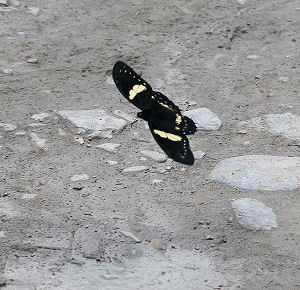 Pterourus menatius lenaeus (E. Doubleday, 1846). Tocana, Yungas, Bolivia. d. 23 januar 2006. Fotograf: Lars Andersen