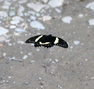 Pterourus menatius lenaeus (E. Doubleday, 1846). Tocana, Yungas, Bolivia. d. 23 januar 2006. Fotograf: Lars Andersen