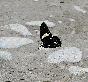 Pterourus menatius lenaeus (E. Doubleday, 1846). Tocana, Yungas, Bolivia. d. 23 januar 2006. Fotograf: Lars Andersen