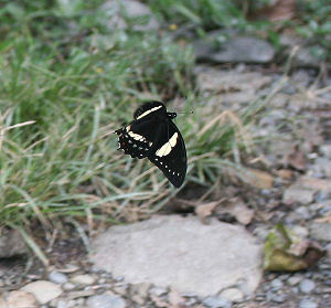 Pterourus menatius lenaeus (E. Doubleday, 1846). Tocana, Yungas, Bolivia. d. 23 januar 2006. Fotograf: Lars Andersen