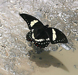 Pterourus (Papilio) menatius lenaeus, E. Doubleday 1846. Tocana, Yungas, Bolivia. d. 23 januar 2006. Fotograf: Lars Andersen