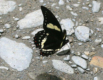 Papilio aristeus. (Cramer, 1781) Tocana, Yungas, Bolivia. d. 23 januar 2006. Fotograf: Lars Andersen