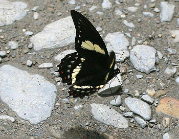 Pterourus menatius lenaeus (E. Doubleday, 1846). Tocana, Yungas, Bolivia. d. 23 januar 2006. Fotograf: Lars Andersen