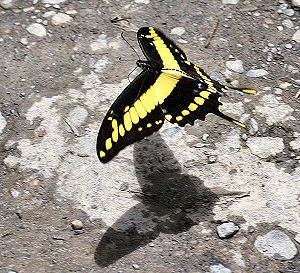 Giant Swallowtail, Heraclides thoas (Linnaus, 1771).Tocana, Yungas, Bolivia. d. 23 januar 2006. Fotograf: Lars Andersen