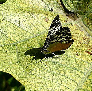 Coroico, Yungas, Bolivia. d. 23 januar 2006. Fotograf: Lars Andersen