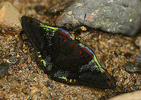 Caria trochilus, Vagantes, Yungas, Bolivia. d. 25 januar 2006. Fotograf: Lars Andersen