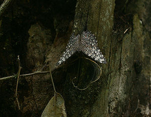 Caranavi, Yungas, Bolivia. January 2006. Photographer: Lars Andersen