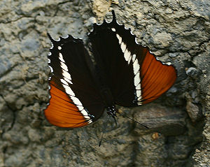 Rusty-tipped Page, Siproeta epaphus. Yolosa, Yungas, Bolivia. d. 19 januar 2006. Fotograf: Lars Andersen