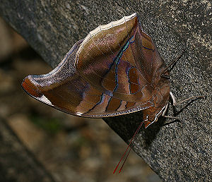 Tocana, Yungas, Bolivia. d. 20 januar 2006. Fotograf: Lars Andersen