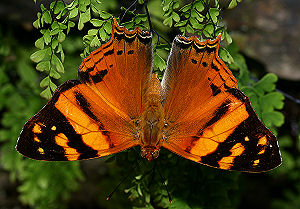 Hypanartia lethe. Vagantes, Yungas, Bolivia. d. 21 januar 2006. Fotograf: Lars Andersen