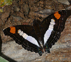 Caranavi, Yungas, Bolivia. d. 28 januar 2006. Fotograf: Lars Andersen