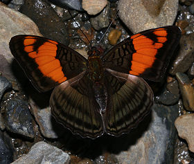 Caranavi, Yungas, Bolivia. d. 28 januar 2006. Fotograf: Lars Andersen