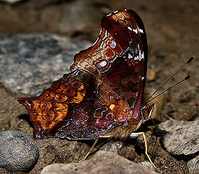 Caranavi, Yungas, Bolivia. d. 30 januar 2006. Fotograf: Lars Andersen