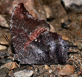 Caranavi, Yungas, Bolivia. d. 30 januar 2006. Fotograf: Lars Andersen